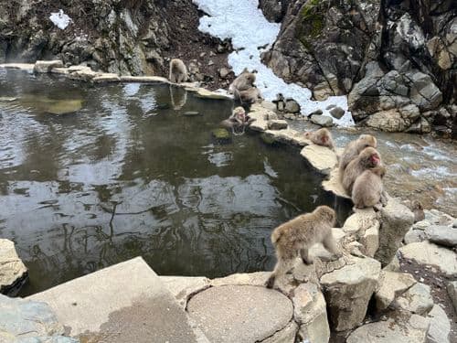 Snow Monkey Park Jigokudani